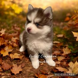 Breeze (Brisha) - Blue female Pomsky puppy in Lake Village, Indiana from Perfect Companion Pomskies