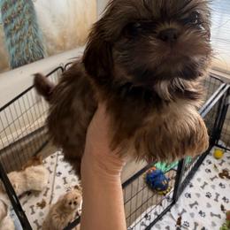 Iris - Liver female Shih Tzu puppy in Covington, Georgia from Top Hats 2  Shih Tzu’s