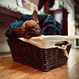 French Bulldog Puppies from Frenchie Authority