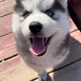 Siberian Husky Puppies from Siberian Huskies-Beckham the Great