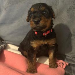Miss Pink - Black and tan female Airedale Terrier puppy in Huntersville, North Carolina from Cool Hand Luke Kennels