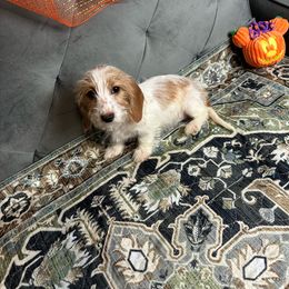 Maddie - Piebald Dachshund puppy in Lake City, Florida from My Ditzy Doxies of Florida