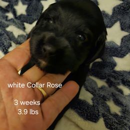 White collar Rose - Black and white female Bernedoodle puppy in Fairmount, Indiana from Capens' Doodles,Poodles and Poo's