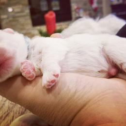 Coton de Tulear Puppies from Classy Cotons