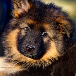 Girl 5 - Black and red female German Shepherd puppy in Alvarado, Texas from King Of Zion German Shepherds