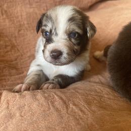 Lana - Australian Shepherd puppy from Wagon Wheel Aussies and Corgi’s