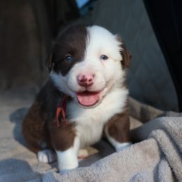 Cinch - Red Collar - Red male Border Collie puppy in Courtland, Alabama from C Bar C Ranch Border Collies