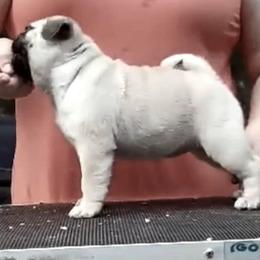 Pug Puppies from Pickwick Pugs