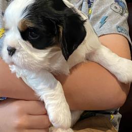 Cavalier King Charles Spaniel Puppies from Fairwyn Farm Cavalier King Charles Spaniels