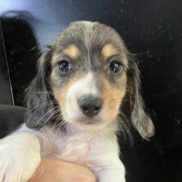 Skipper Boy 4 - Dapple male Dachshund puppy in Bigfork, Minnesota from Dachshunds Up North