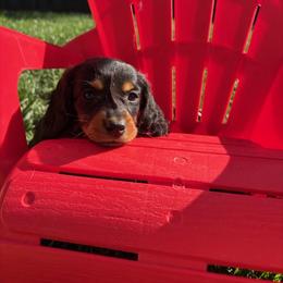 Kanga - Black and tan female Dachshund puppy in Vancouver, Washington from Cascade Minis