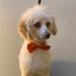 Poodles from Tiffany's Poodles