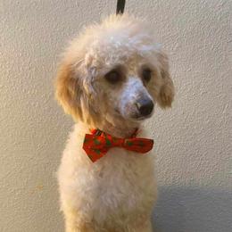 Poodles from Tiffany's Poodles