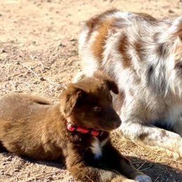 Australian Shepherds from 4-N Aussies