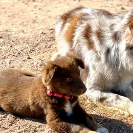 Australian Shepherds from 4-N Aussies