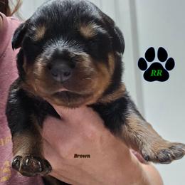 Brown - Black and mahogany female Rottweiler puppy in Tangent, Oregon from Raya's Royals
