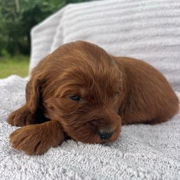 Rudy - Red male Labradoodle puppy in Lowville, New York from Adirondack Labradoodles