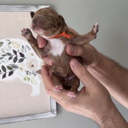 Girl 1 - Apricot female Goldendoodle puppy in Annandale, New Jersey from KN Mini Goldendoodles