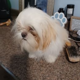 EINSTEIN - Shih Tzu