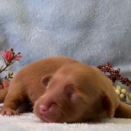 Girl 1 - Red female Dachshund puppy in Mt. Sterling, Illinois from Doxie Do's