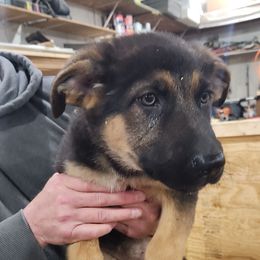 Female 3 - Bi-color German Shepherd puppy in Osage, Minnesota from Catensrd
