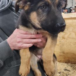 Female 3 - Bi-color German Shepherd puppy in Osage, Minnesota from Catensrd