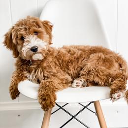 Goldendoodle Puppies from KZ Doodles