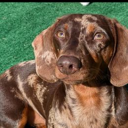 Dachshunds from Lady and the Tramp Dachshunds