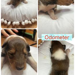 Collie Puppies from DJ Critter Cove