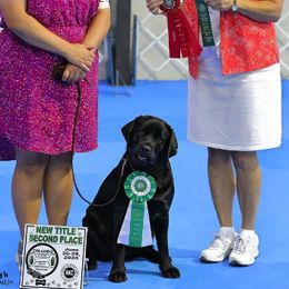 Belgian Malinois and Labrador Retrievers from Clarisma K9’s
