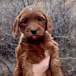 White Female - Apricot female Goldendoodle puppy in Great Falls, Montana from Montana Goldendoodles
