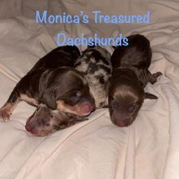 Athena - Chocolate female Dachshund puppy in Humble, Texas from Monica’s Treasured Dachshunds