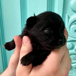 Adam - Black male Pomeranian puppy in Springfield, Missouri from Hope Mountain Pomeranians