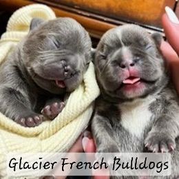 French Bulldogs from Glacier French Bulldogs of Montana