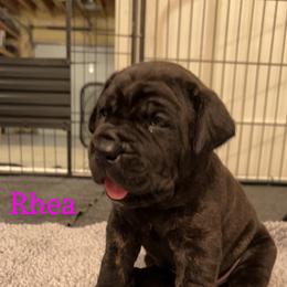 Cane Corso Puppies from Rock Creek Cane Corso