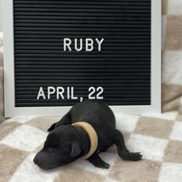 Ruby - Seal female Italian Greyhound puppy in Fredonia, Arizona from Black Hill Italian Greyhounds