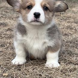 Bogart - Fawn male Pembroke Welsh Corgi puppy in Rolla, Missouri from 4A Corgis
