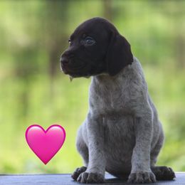 Pink - Liver and white female German Wirehaired Pointer puppy in Reddick, Florida from Afterhours German Wirehaired Pointers and Basset Fauve de Bretagne