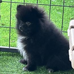 Coco - Black parti female Pomeranian puppy in Jefferson City, Missouri from MJ’s Pomeranians