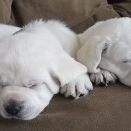 Labrador Retrievers from Labs by the Lake, LLC