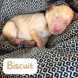 Biscuit - Cream female Labradoodle puppy in Lubbock, Texas from Lucky Labradoodles