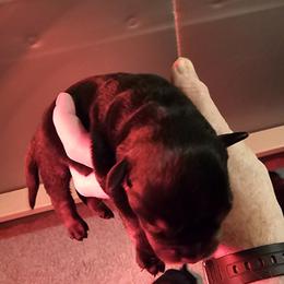 Girl 1 - Black and mahogany female Rottweiler puppy in Bartonsville, Pennsylvania from Karol's Rottweilers