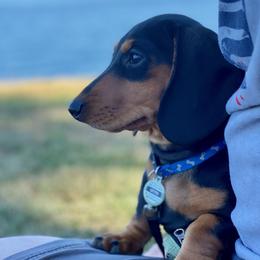 Dachshund and Pembroke Welsh Corgi All Grown Up from Kendaline Kennels