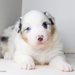 Australian Shepherd Puppies from RemEmber Australian Shepherds