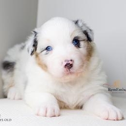 Australian Shepherd Puppies from RemEmber Australian Shepherds