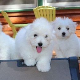 Cotons de Tulear from Rock- A-Bye Cotons