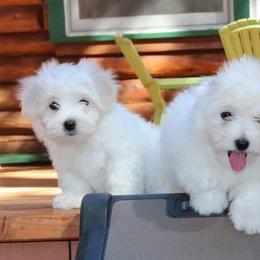 Cotons de Tulear from Rock- A-Bye Cotons