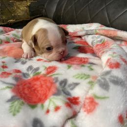 Boston Terrier Puppies from Boston Terriers