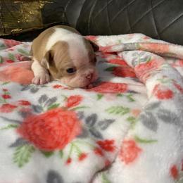 Boston Terrier Puppies from Boston Terriers
