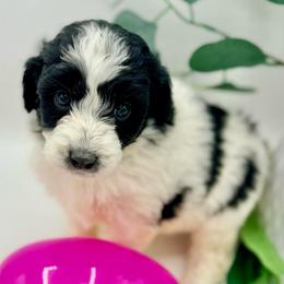 Bell - Black and white female Aussiedoodle puppy in Eastman, Georgia from Dood B Ranch